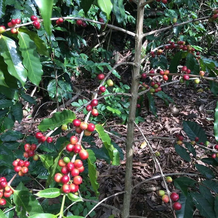 Coffee Garden BnB Captain Cook 0*,  USA