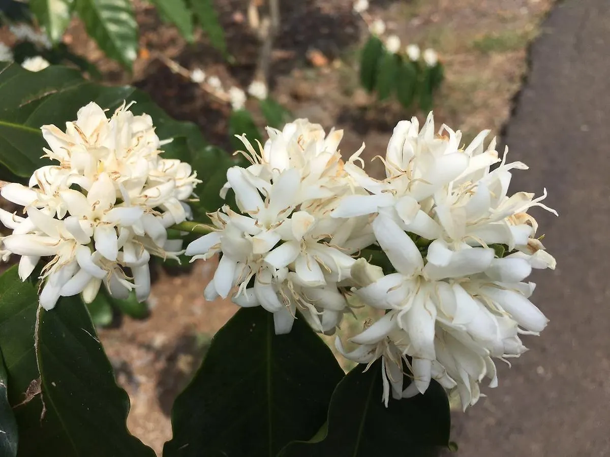 Frühstückspension Coffee Garden BnB Captain Cook USA